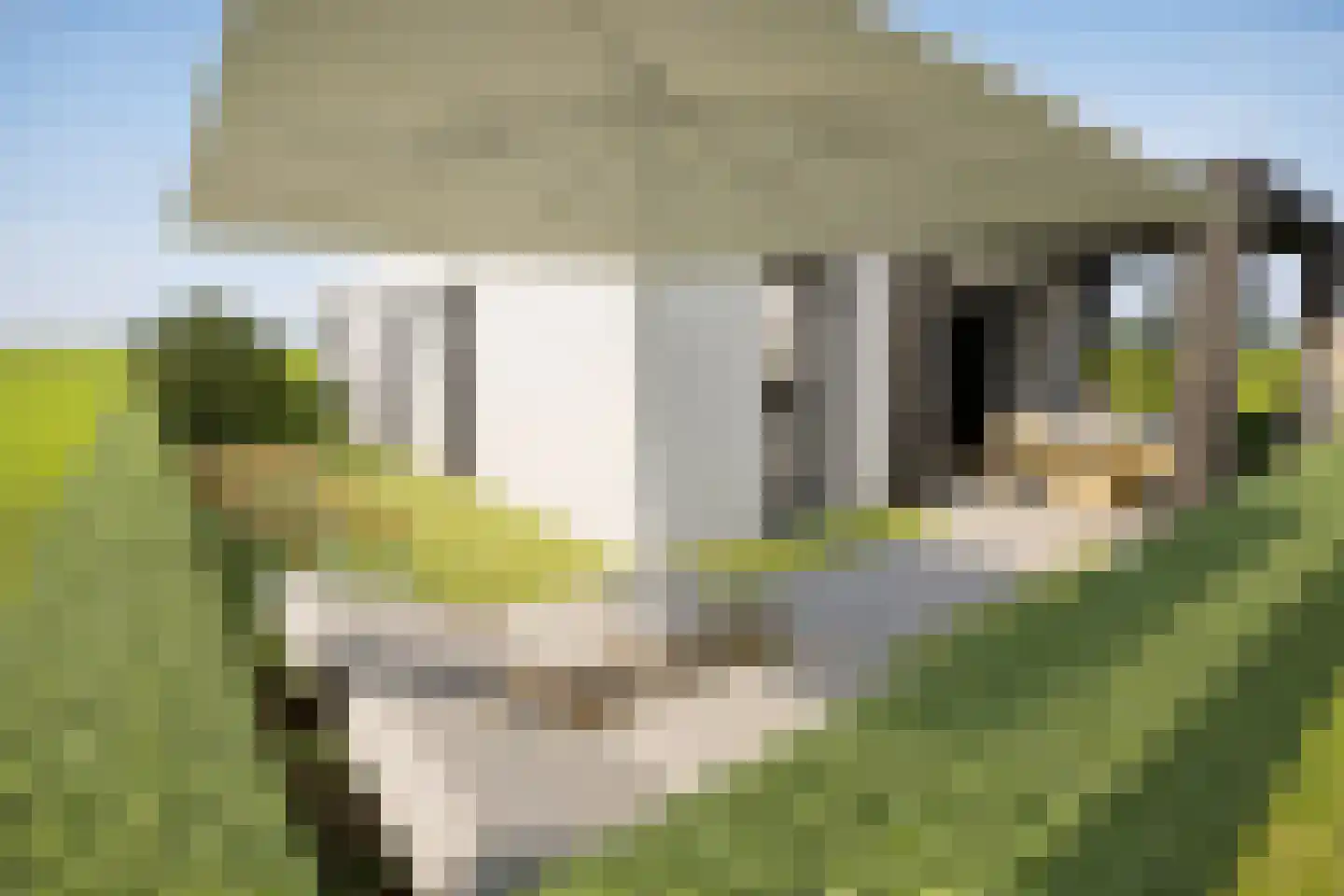 Maasbrachterweg Echt thumbnail 19