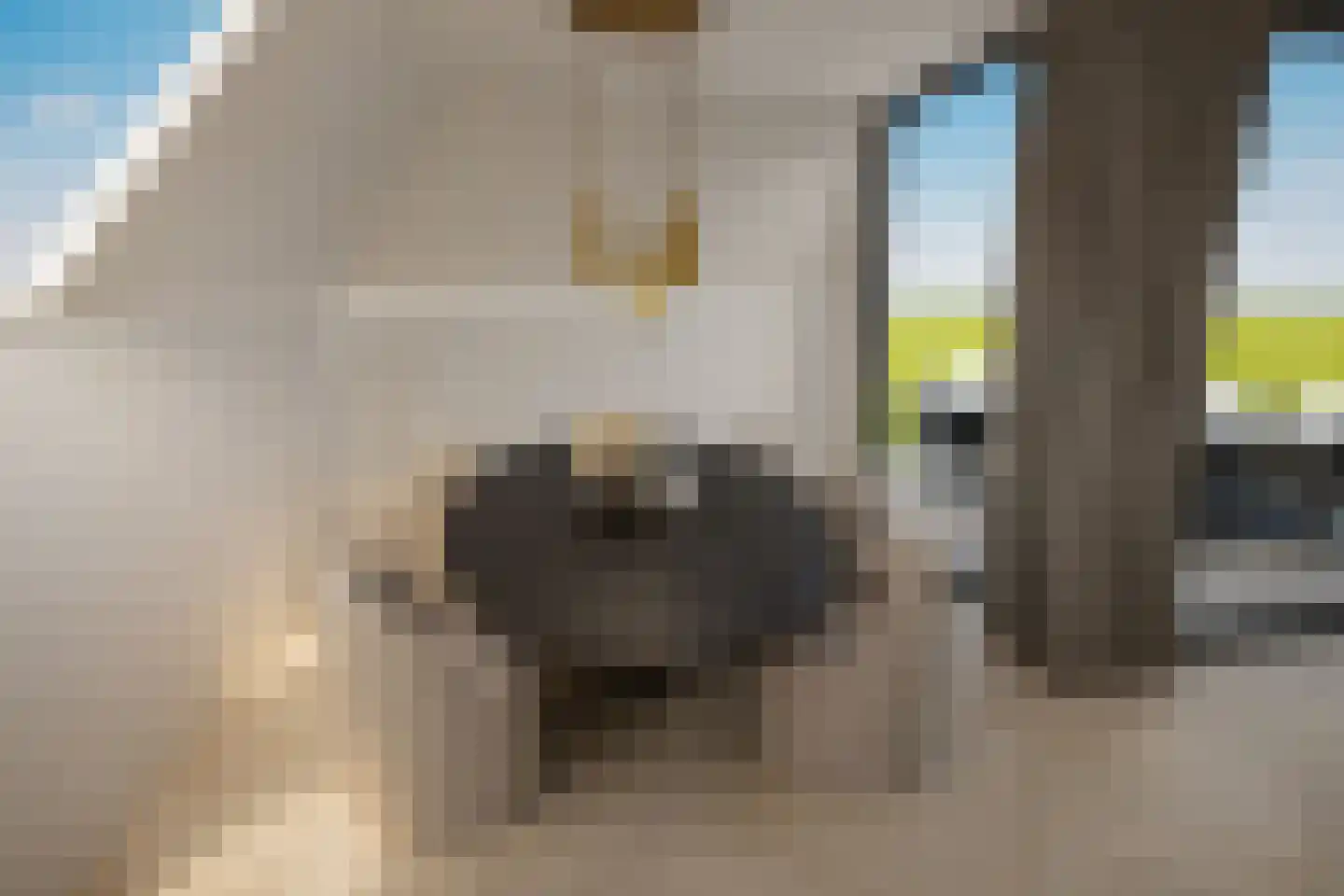 Maasbrachterweg Echt thumbnail 6