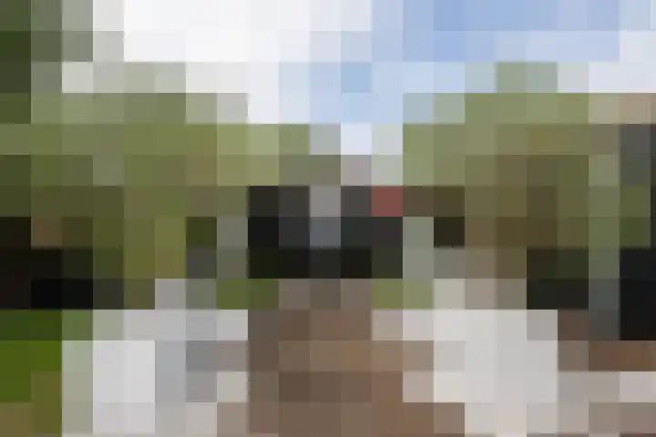 Maasdijk 37 Maasdijk thumbnail 17