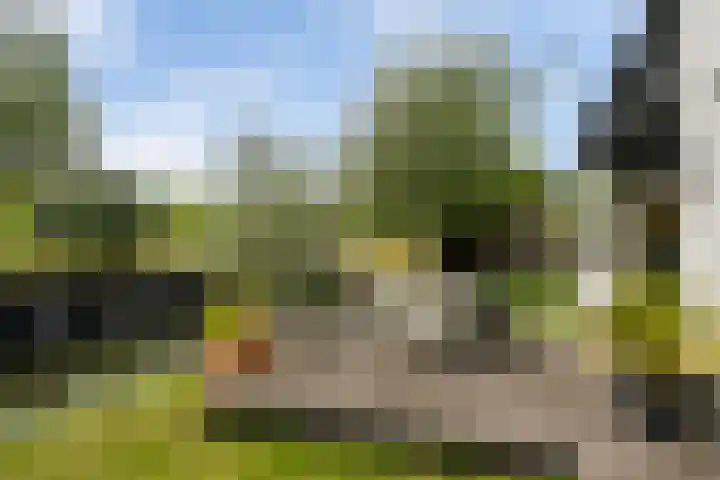 Maasdijk 37 Maasdijk thumbnail 23