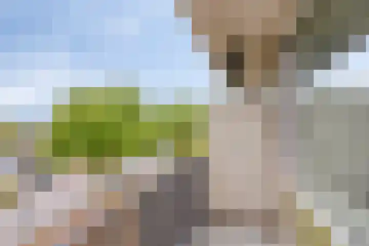 Maassingel 310 's-Hertogenbosch thumbnail 5