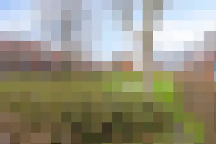 Madelief 11 Pijnacker thumbnail 41