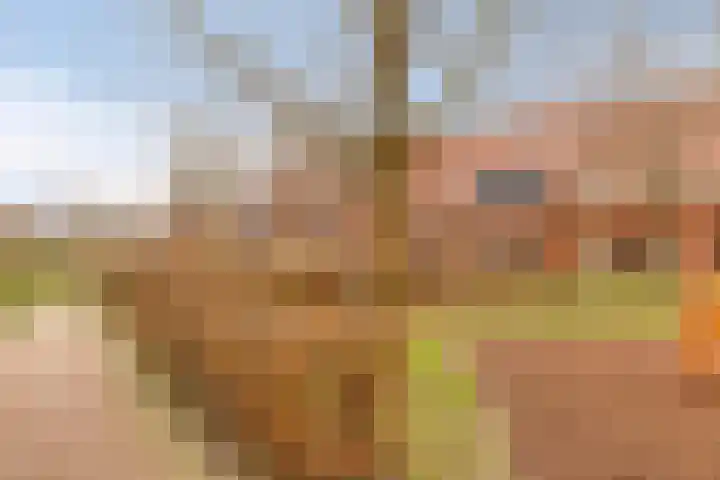 Madelief 34 Pijnacker thumbnail 8