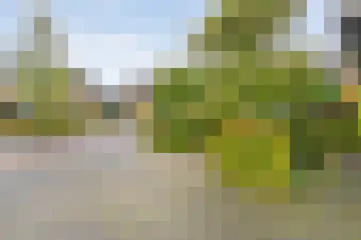 Magelerweg 4 Den Ham thumbnail 7