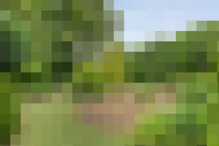 Magelerweg 46 Den Ham thumbnail 43