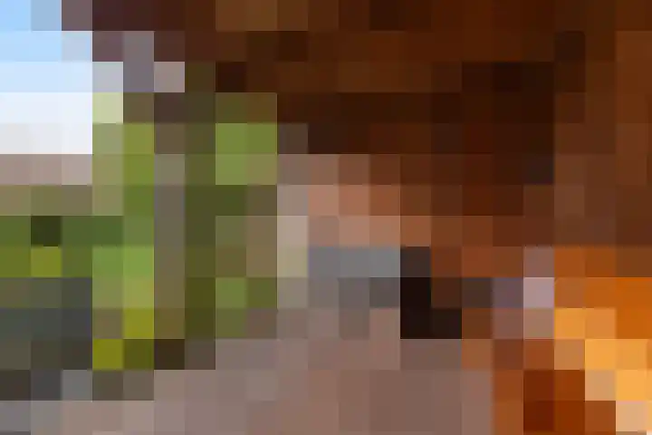 Maisakker 8 Wezep thumbnail 33