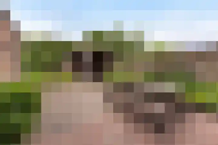 Maisakker 8 Wezep thumbnail 4