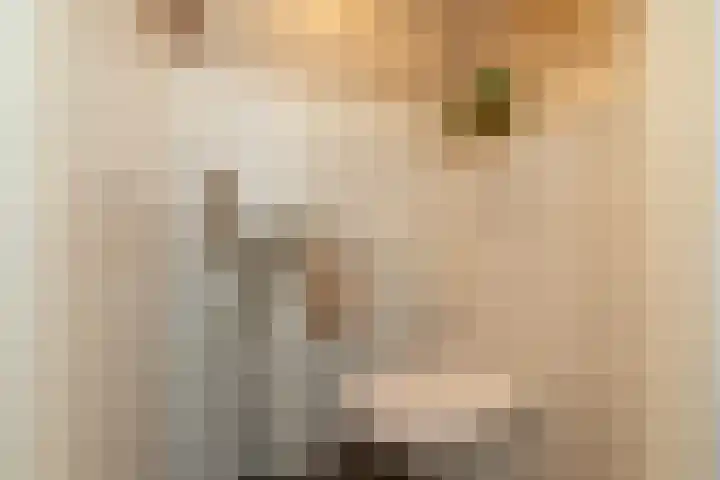Majoorwerf 11 Zoutelande thumbnail 18