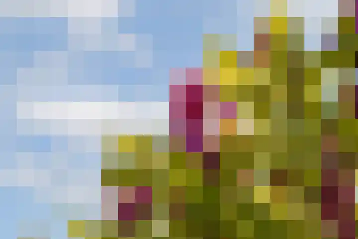 Majoraan 33 Dronten thumbnail 39