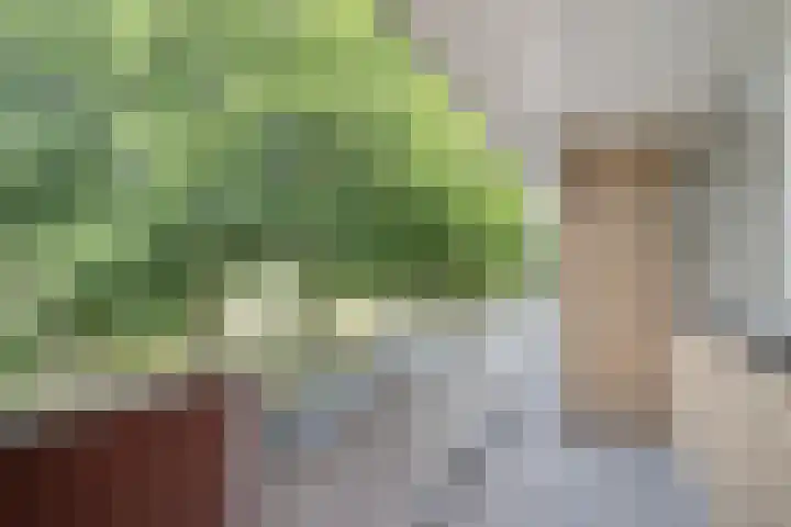 Malvert 6863 Nijmegen thumbnail 23