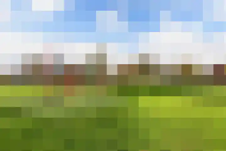 Malzwin 41 Lelystad thumbnail 52