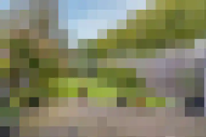 Mandrill 51 Wognum thumbnail 32