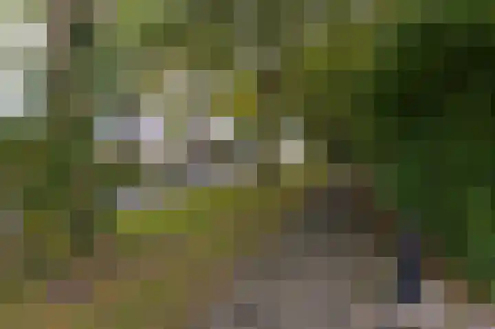 Mandrill 51 Wognum thumbnail 35