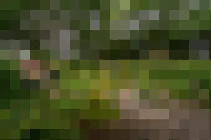 Manhille 2 Westmaas thumbnail 32
