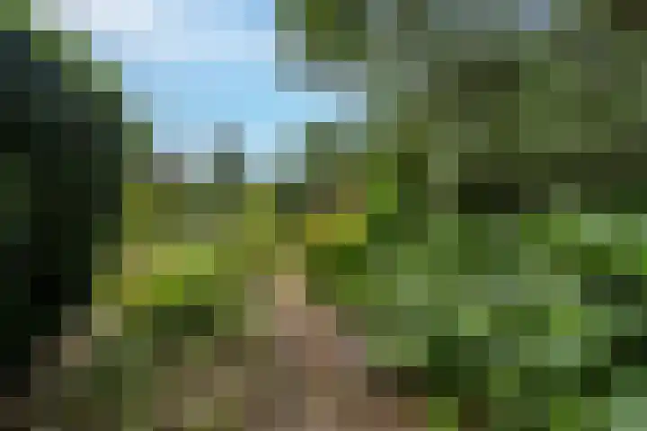 Manhille 2 Westmaas thumbnail 34