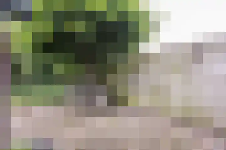 Maogien 9 Meppel thumbnail 35