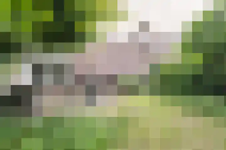 Maogien 9 Meppel thumbnail 37
