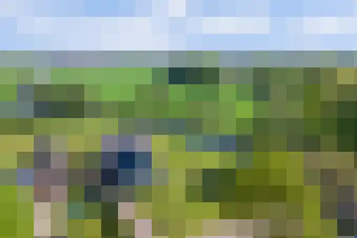 Marderleane 43 Rijs thumbnail 35