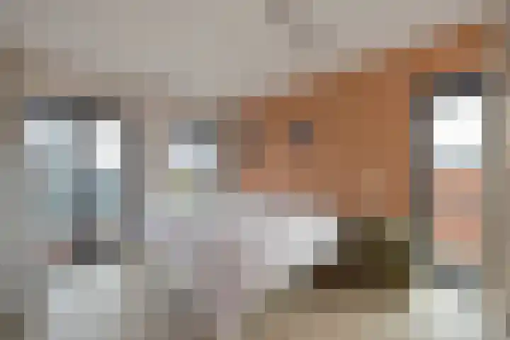 Mare 66 Pijnacker thumbnail 26