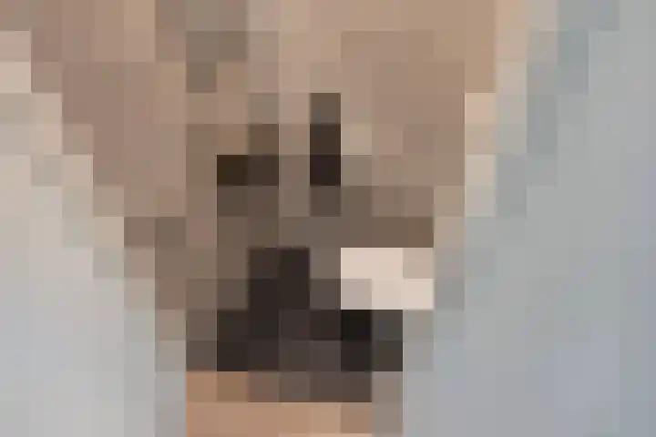 Mare 66 Pijnacker thumbnail 28