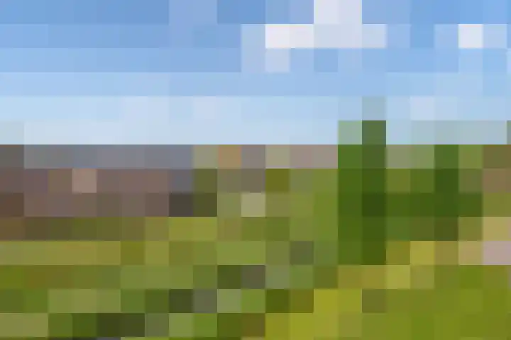 Mare 66 Pijnacker thumbnail 32