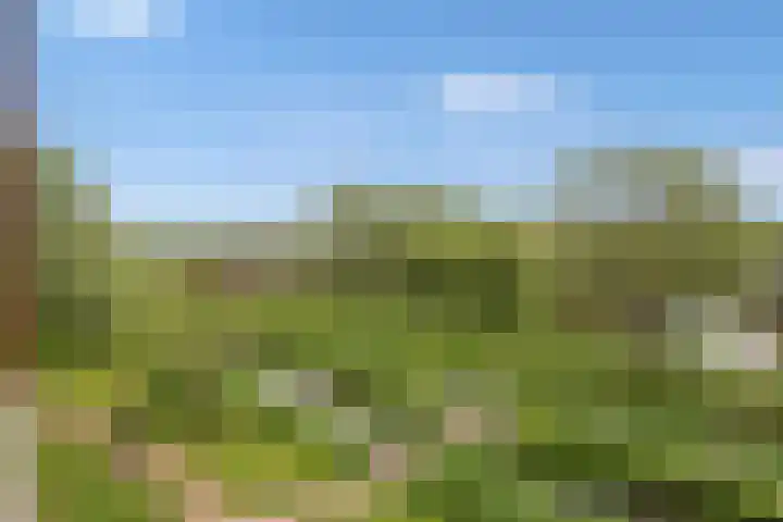 Mare 66 Pijnacker thumbnail 33