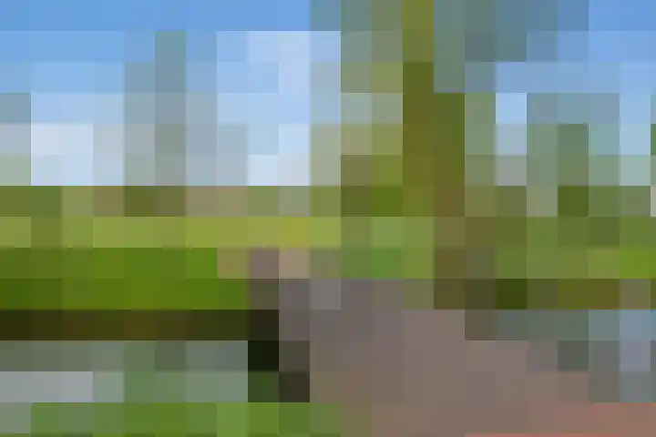 Mare 66 Pijnacker thumbnail 36