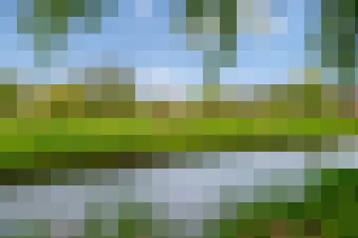 Mare 66 Pijnacker thumbnail 39