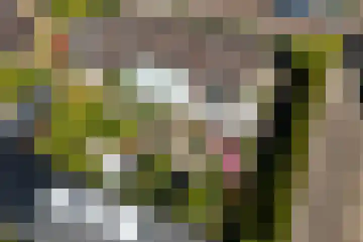 Marietjespad 26 Middelharnis thumbnail 4