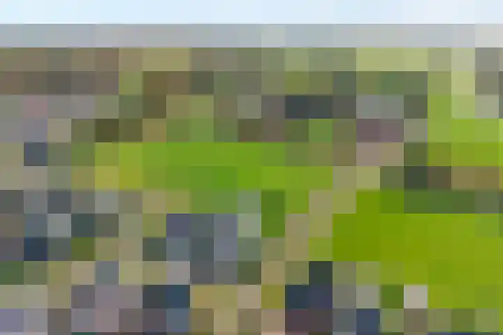 Markeboek 1 Ommen thumbnail 8