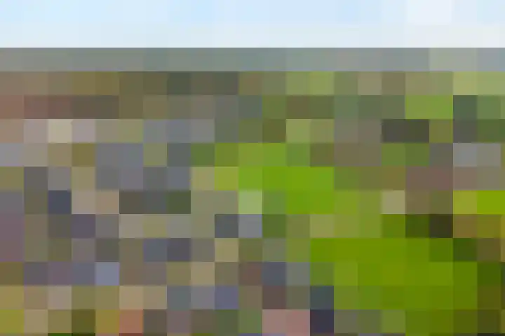Markeboek 1 Ommen thumbnail 9