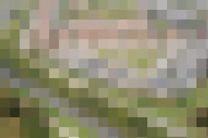 Markedreef 33 Assen thumbnail 34