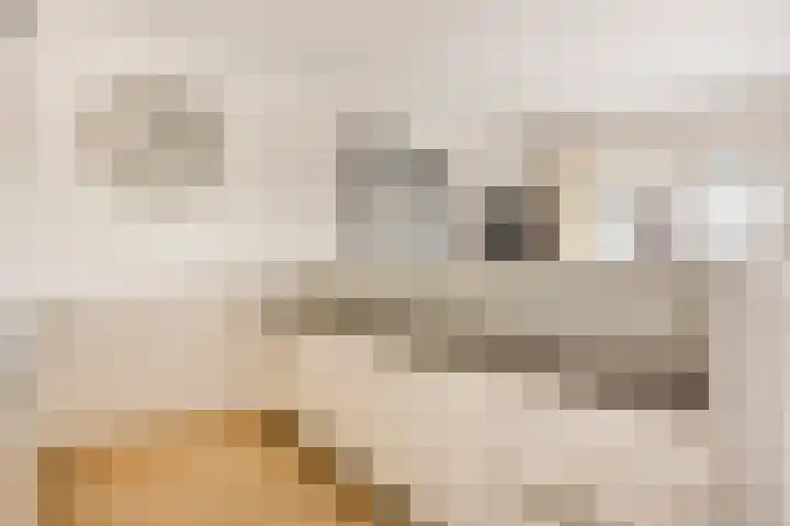 Marksingel 56 Breda thumbnail 17