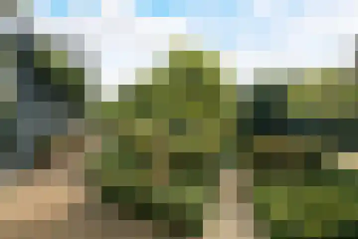 Marksingel 96 Breda thumbnail 32