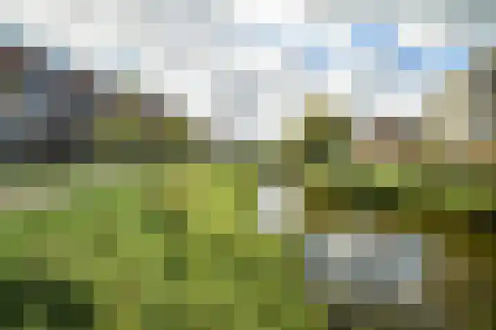 Marksingel 96 Breda thumbnail 39