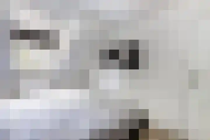 Marwei 102 Delfstrahuizen thumbnail 22