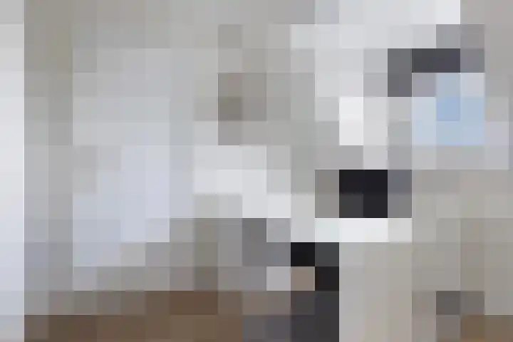 Marwei 102 Delfstrahuizen thumbnail 24