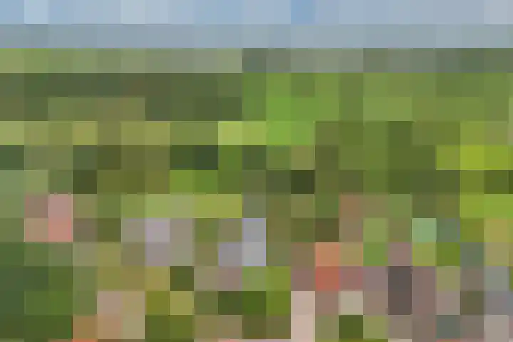 Master de Jongwei 12 De Tike thumbnail 4
