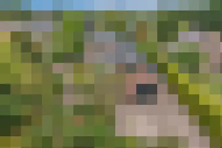 Master de Jongwei 12 De Tike thumbnail 55