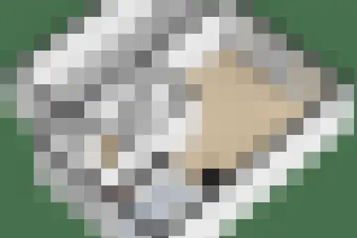 Master Gorterstrjitte 9 b Reduzum thumbnail 32