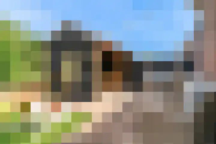 Matjador 98 Wervershoof thumbnail 41
