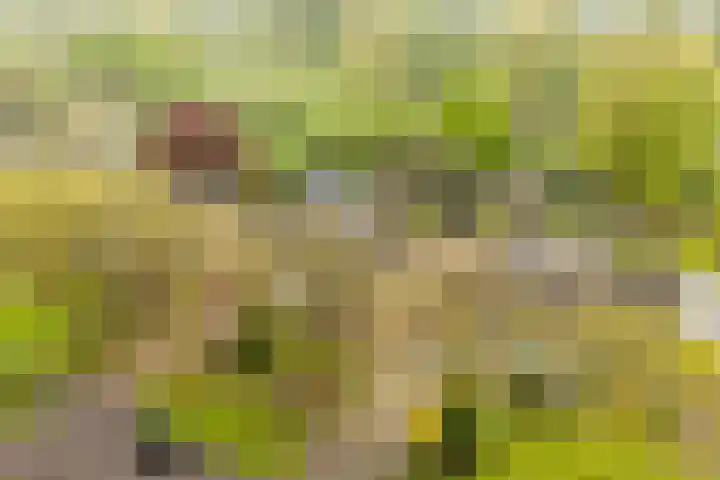 Meentweg 112 De Meern thumbnail 33