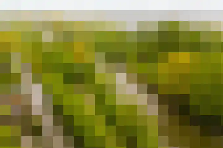 Meentweg 112 De Meern thumbnail 49