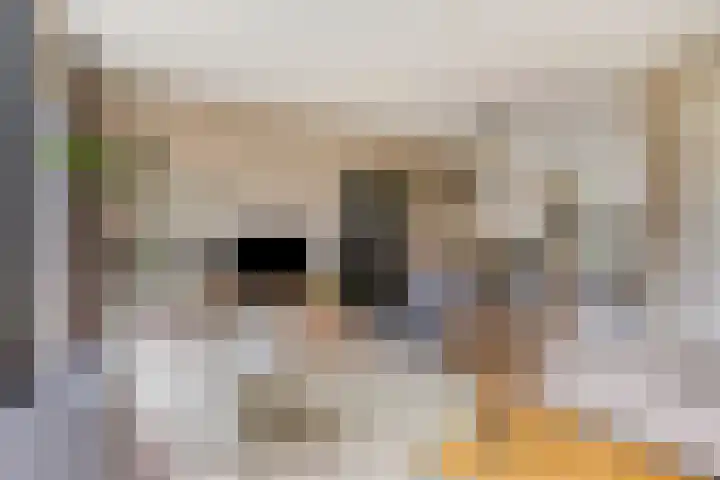 Meerkoet 17 Bedum thumbnail 11
