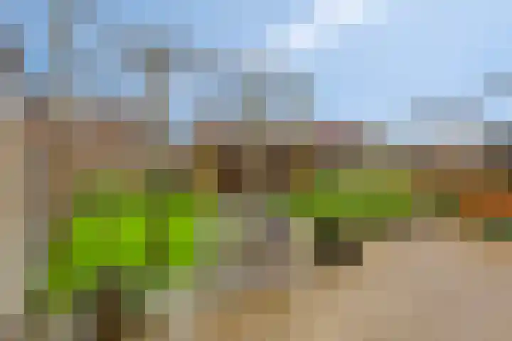 Meerkoet 17 Bedum thumbnail 30