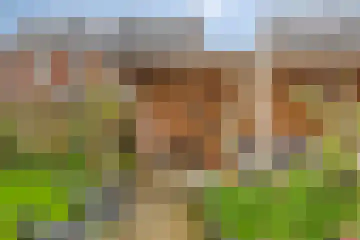 Meerkoet 17 Bedum thumbnail 31