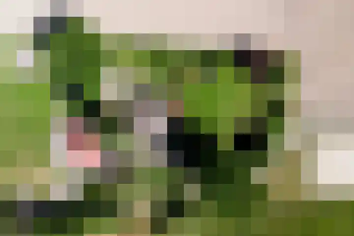 Meermuidenseweg 7 Twello thumbnail 48