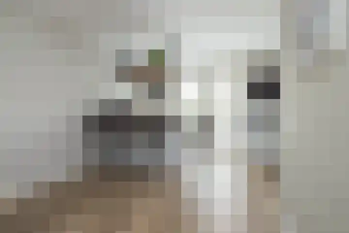 Meeroever 18 Hillegom thumbnail 6