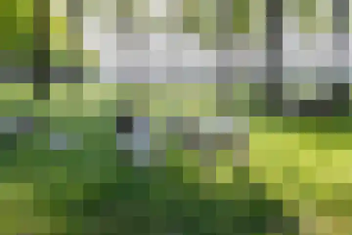 Meeuwenlaan 9 Vries thumbnail 46