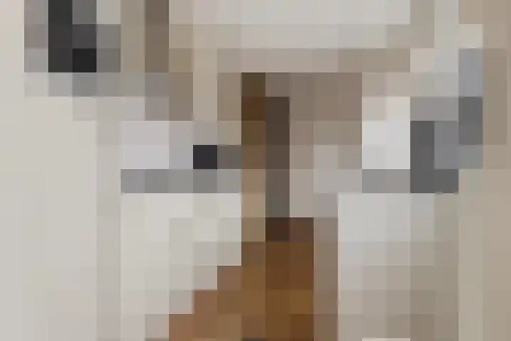 Meeuwstraat 18 Jisp thumbnail 12